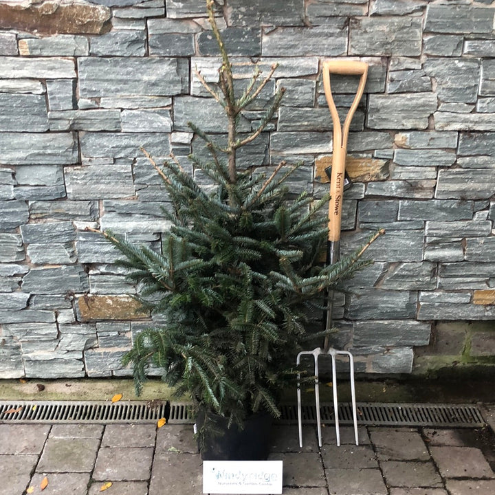 Abies fraseri 100 cm