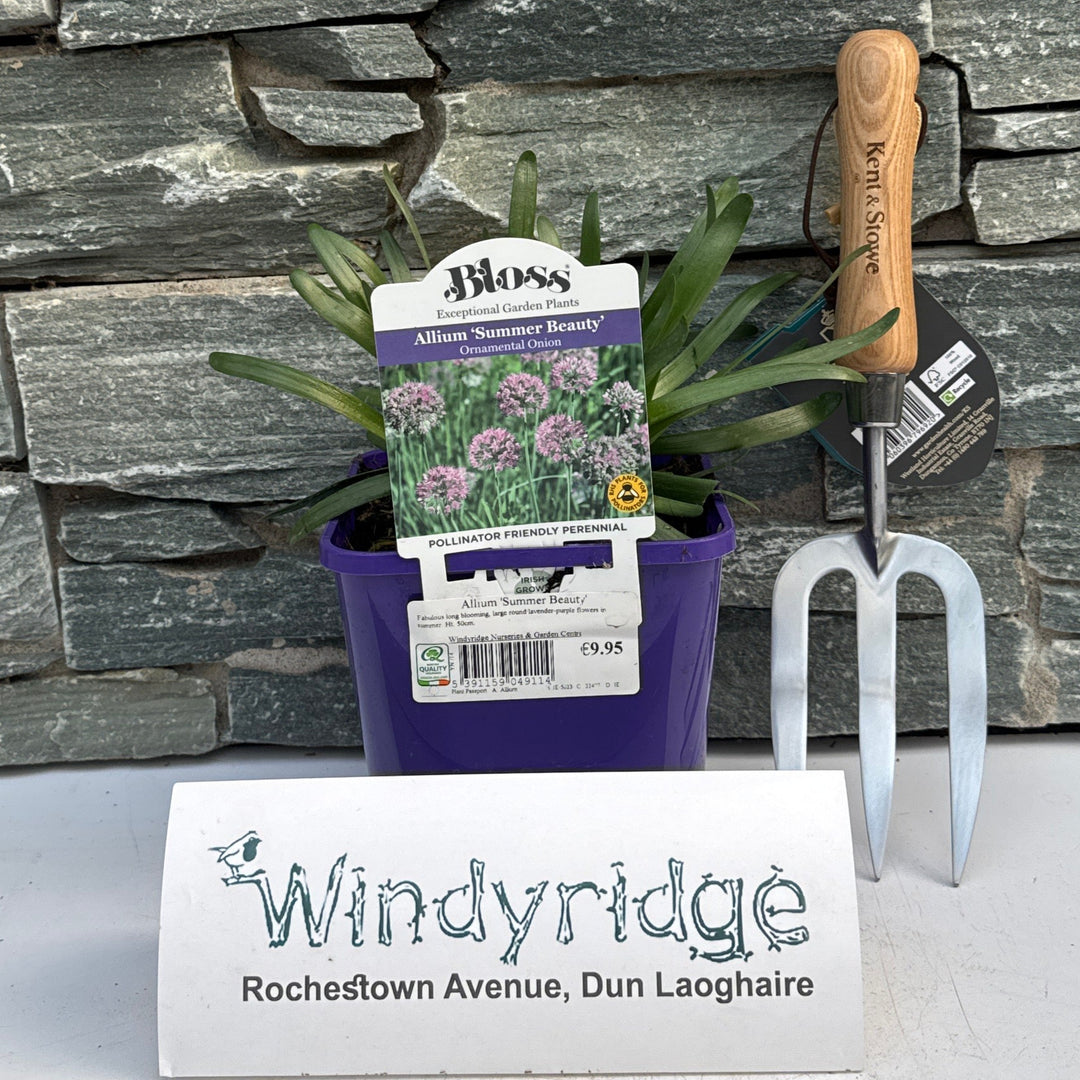 Allium Summer Beauty