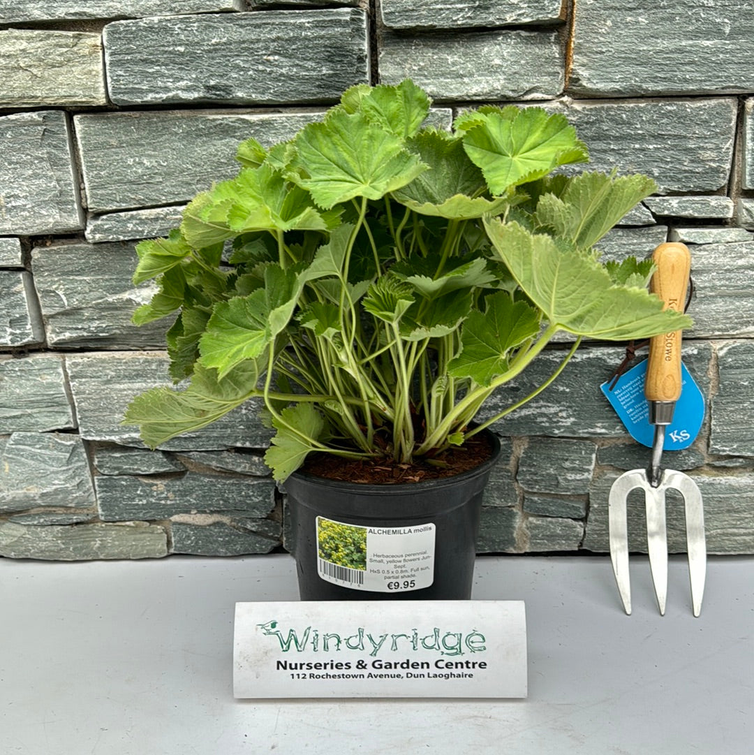 ALCHEMILLA mollis