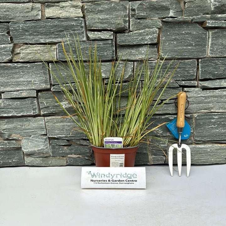 Acorus graminus Variegatus