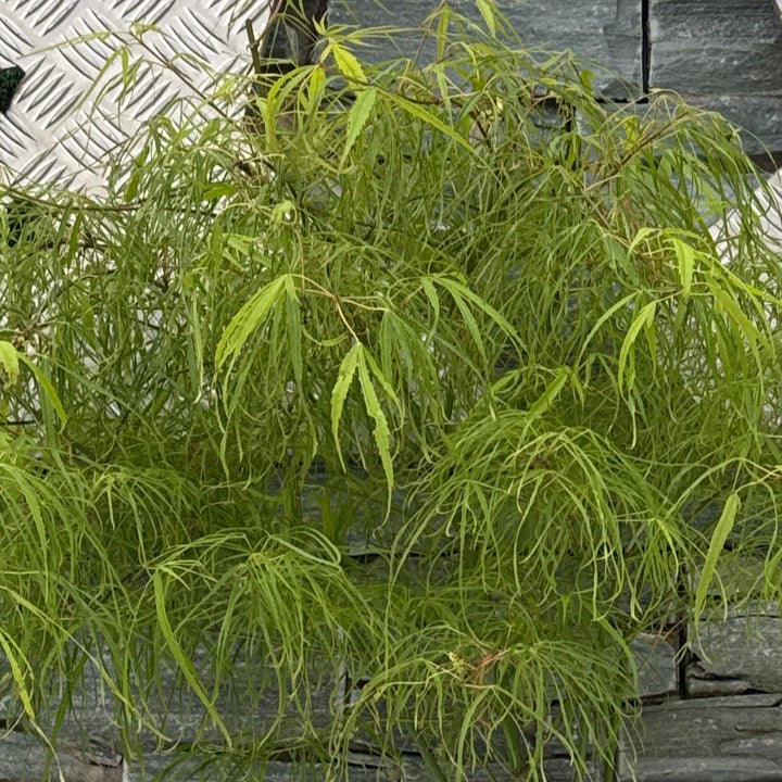 ACER PALMATUM KOTO-NO-ITO 7.5Ltr