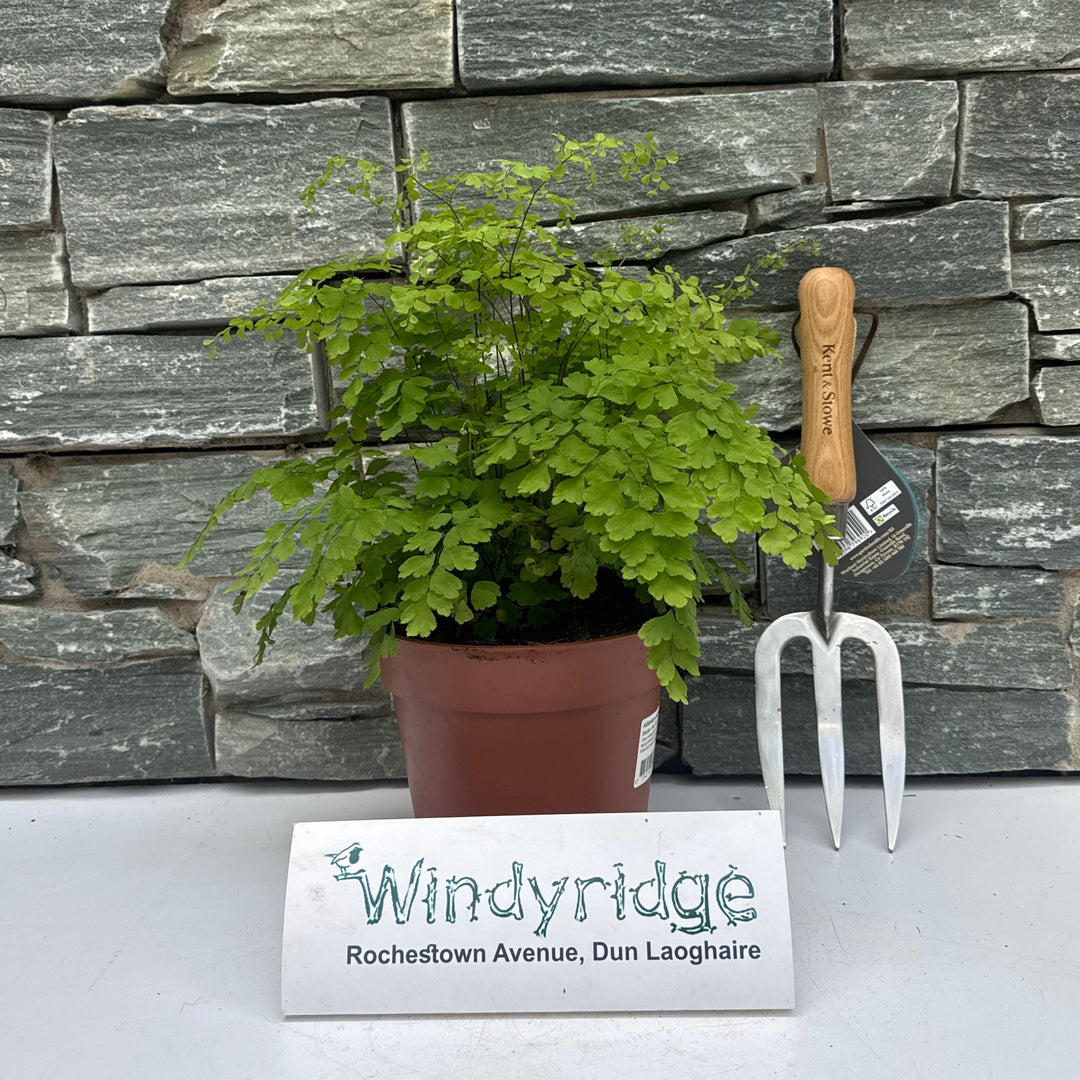 Adiantum raddianum Fragans  P17