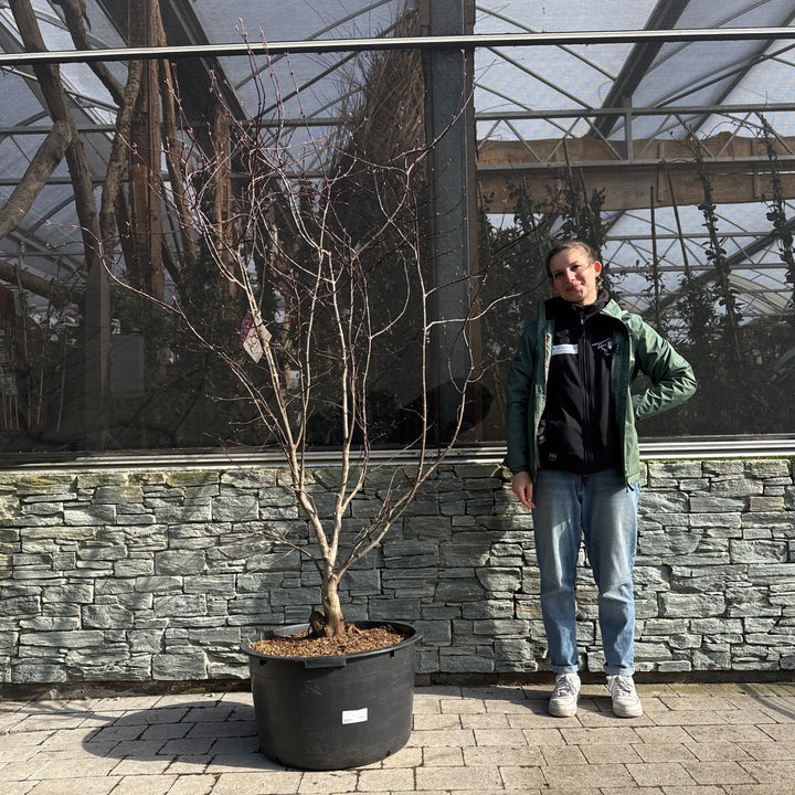 Acer palmatum Bloodgood  140-160 CM C65