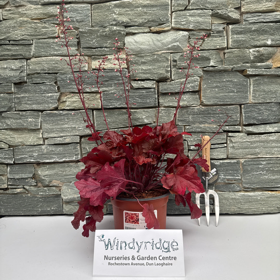 HEUCHERA Forever Red