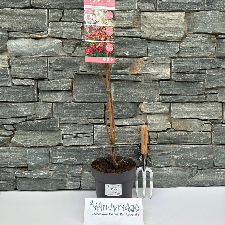 Viburnum plic Kilimandjaro Sunrise PBR