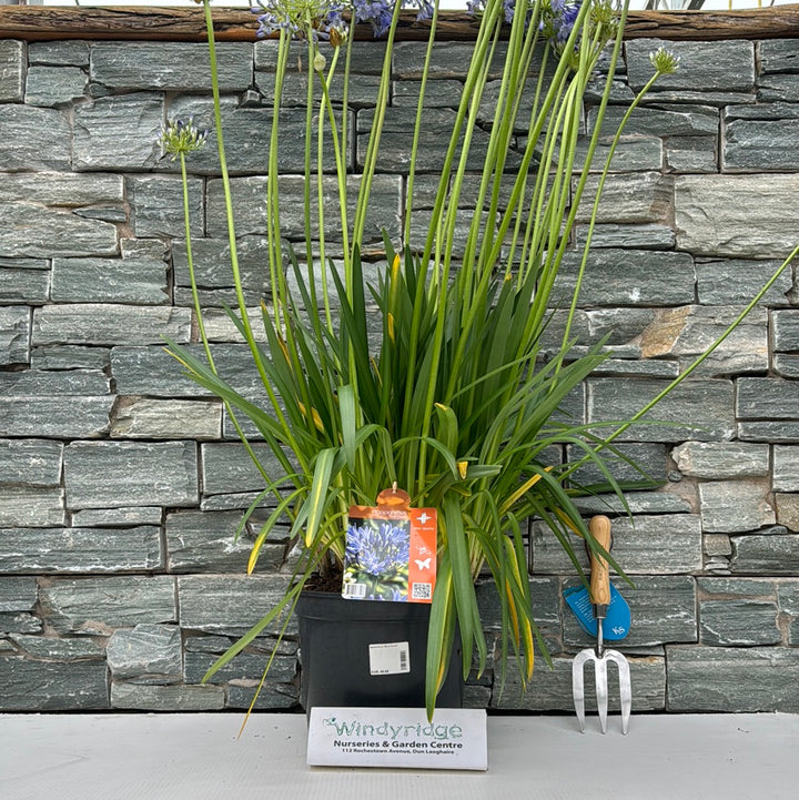 Agapanthus Blue Cloud