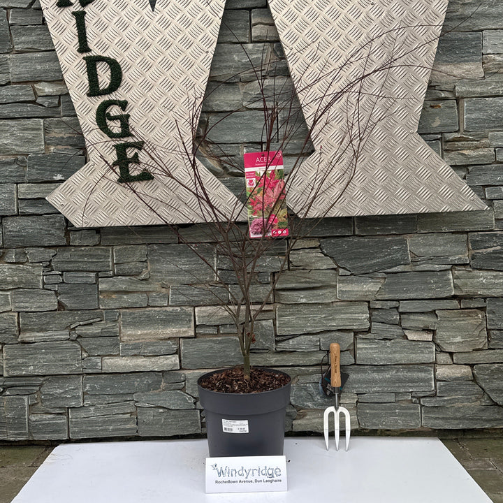 Acer palm. Beni-Maiko