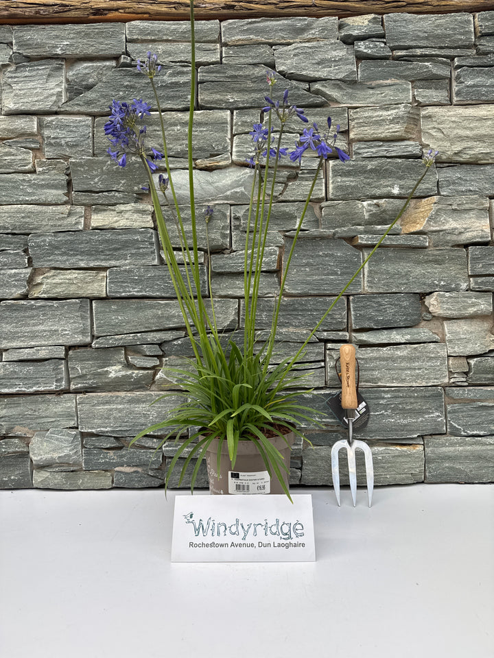 AGAPANTHUS WINTER STORM