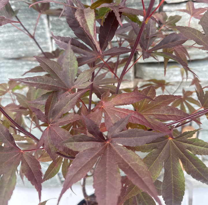 Acer palmatum Bloodgood  40-50 CM C3
