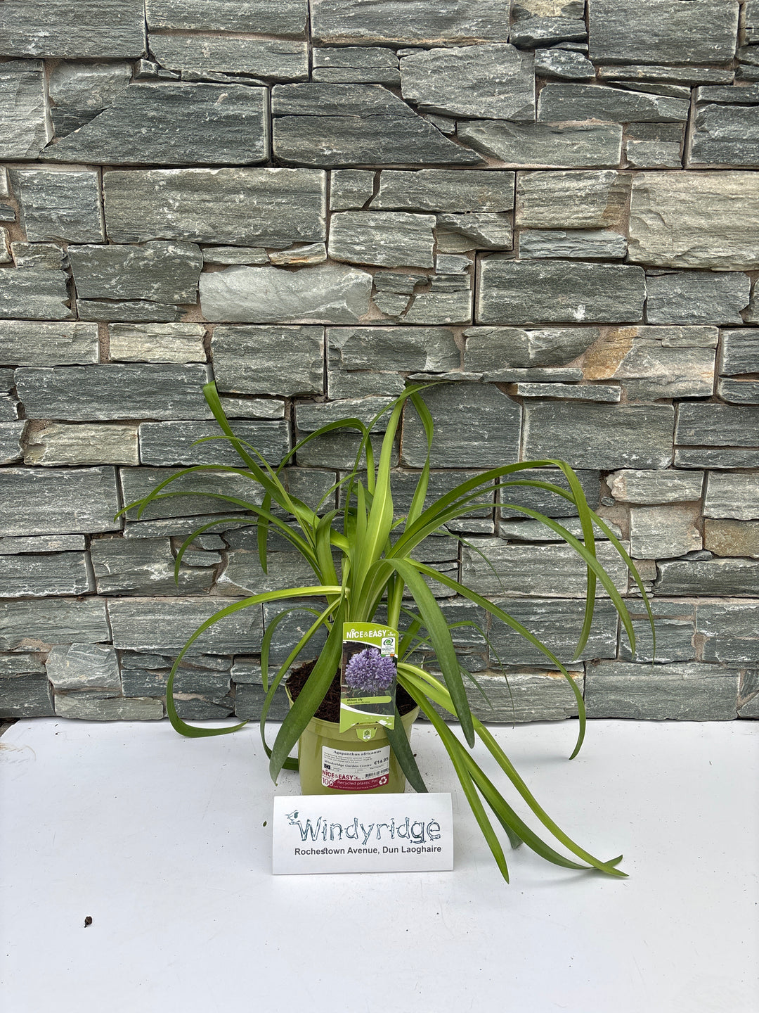 Agapanthus africanus