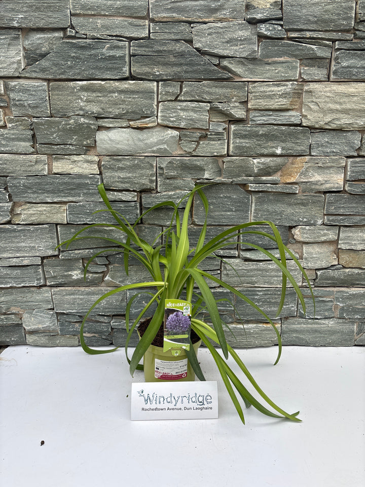 Agapanthus africanus