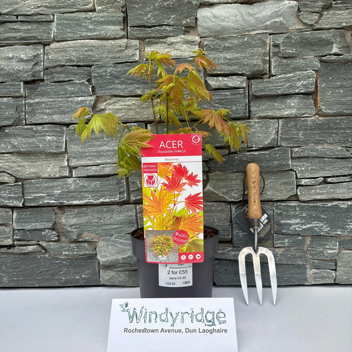 Acer shirasawanum Moonrise