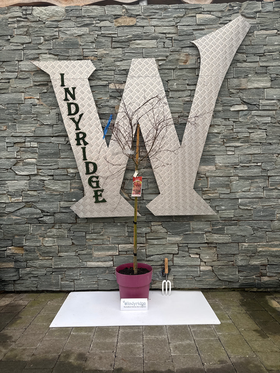 ACER PALM.BENI-MAIKO VASO ECO CLT 15  TRONCO 90 CM   1/2 STD