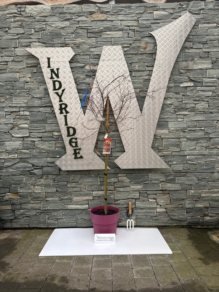 ACER PALM.BENI-MAIKO VASO ECO CLT 15  TRONCO 90 CM   1/2 STD