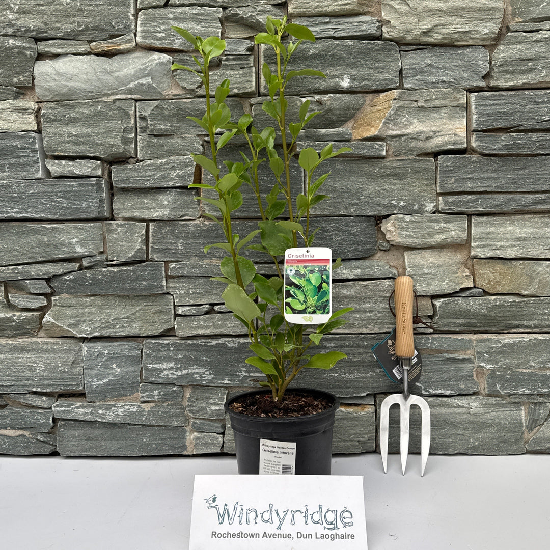 Griselinia littoralis 2ltr Pot