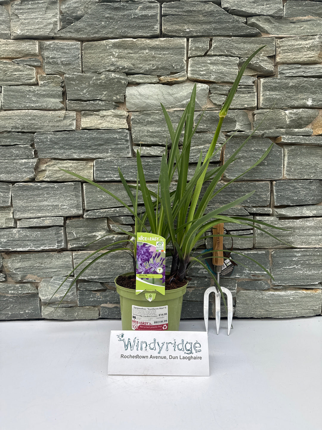 Agapanthus Northern Star