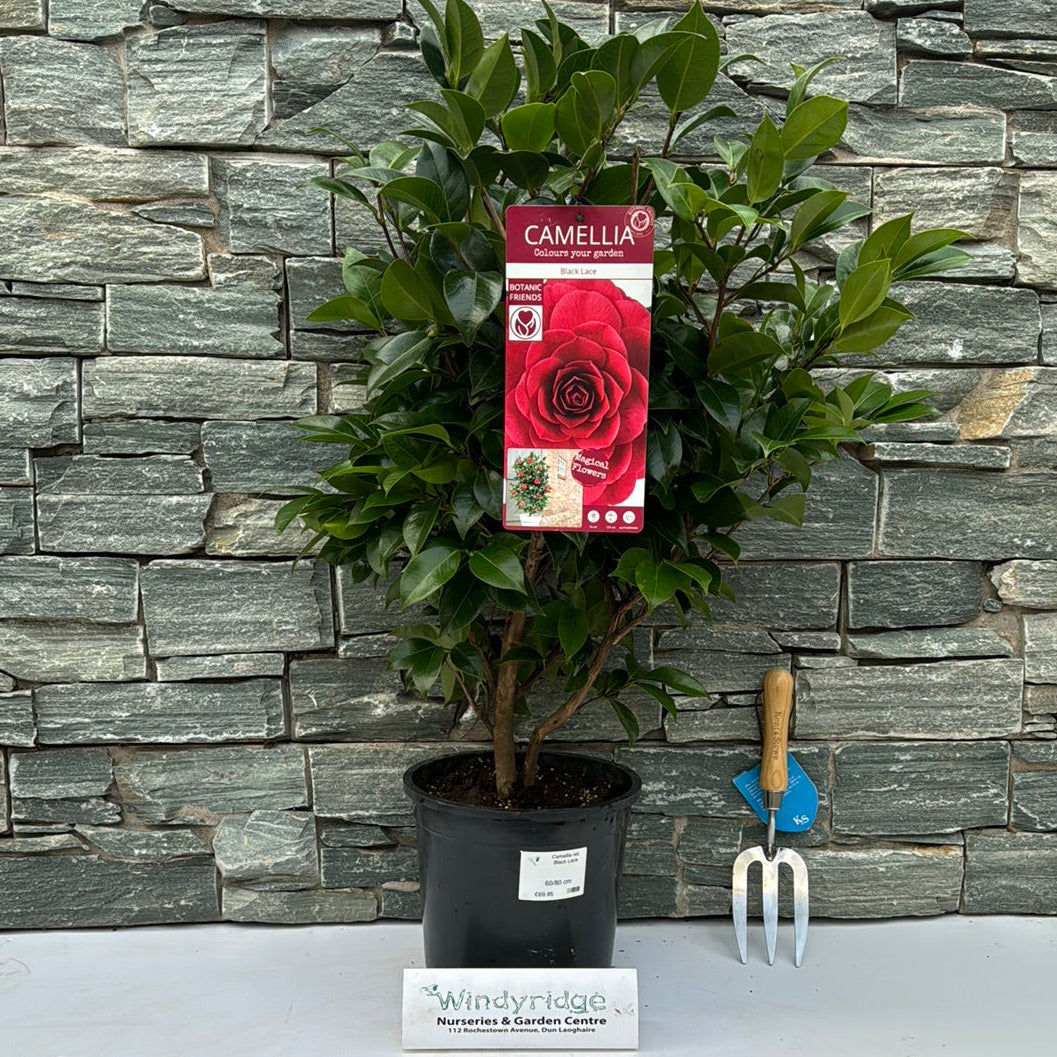 Camellia jap. Black Lace – Windyridge Garden Centre