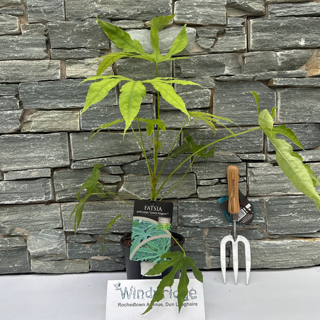 Fatsia polycarpa Green Fingers