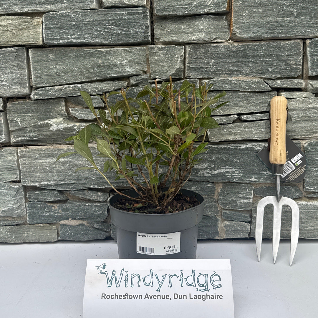 Weigela flor. Black & White  2 Ltr pot