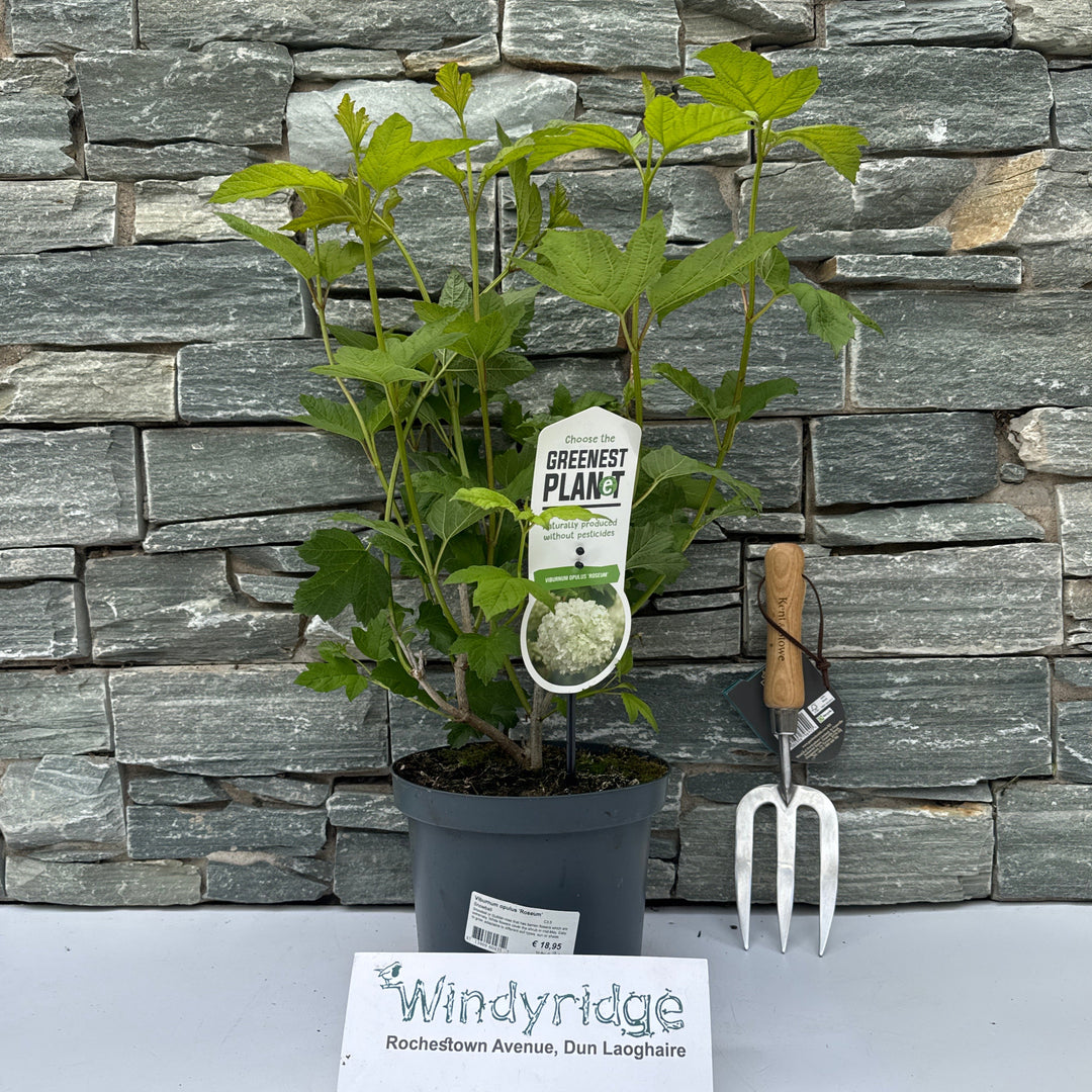 Viburnum opulus Roseum  C3.5