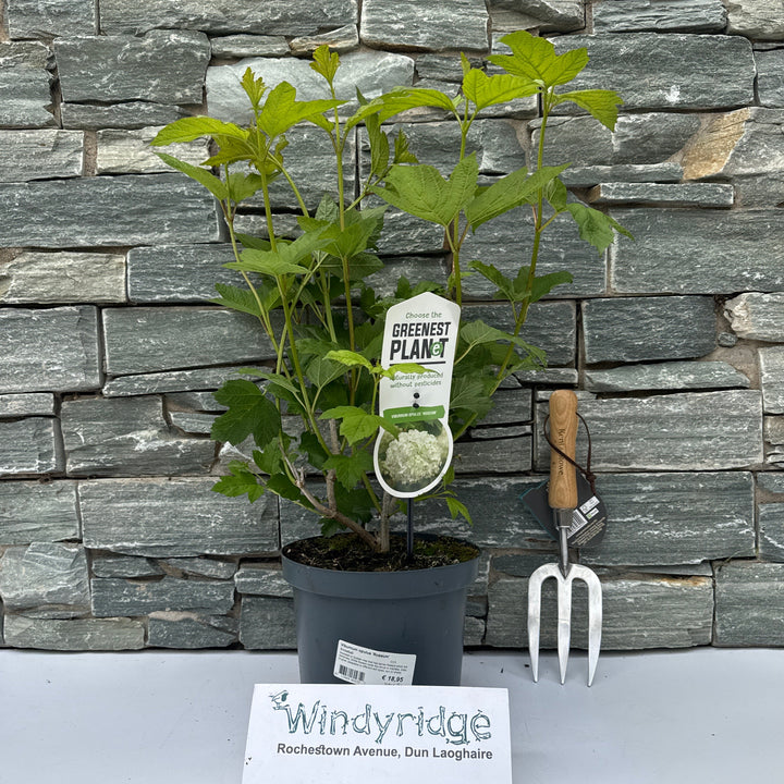 Viburnum opulus Roseum  C3.5