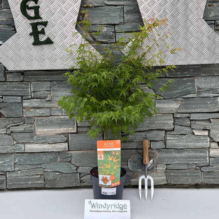 Acer palmatum Wilsons Pink Dwarf  3 Ltr pot
