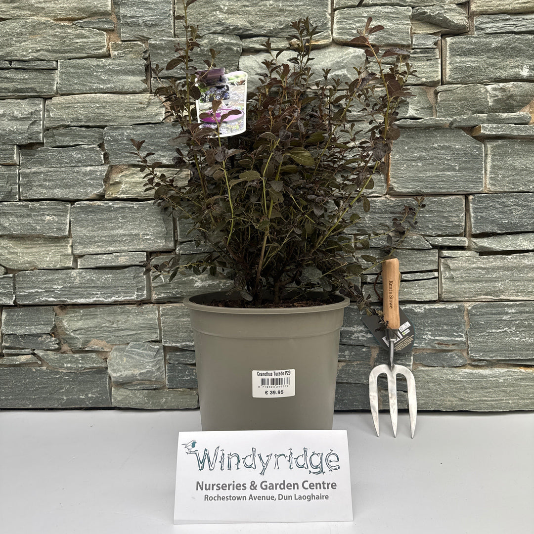 Ceanothus thyrsiflorus Tuxedo P29 (10 Ltr)