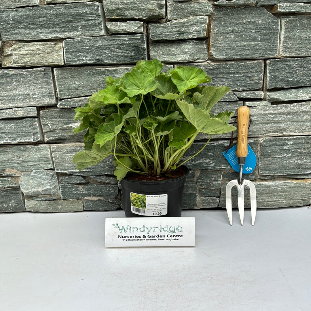ALCHEMILLA mollis