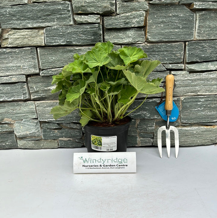 ALCHEMILLA mollis