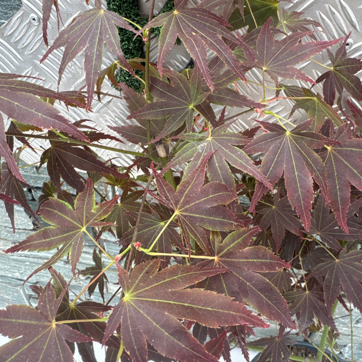 Acer pal. Manyû-no-sato (60-80 cm 10L)