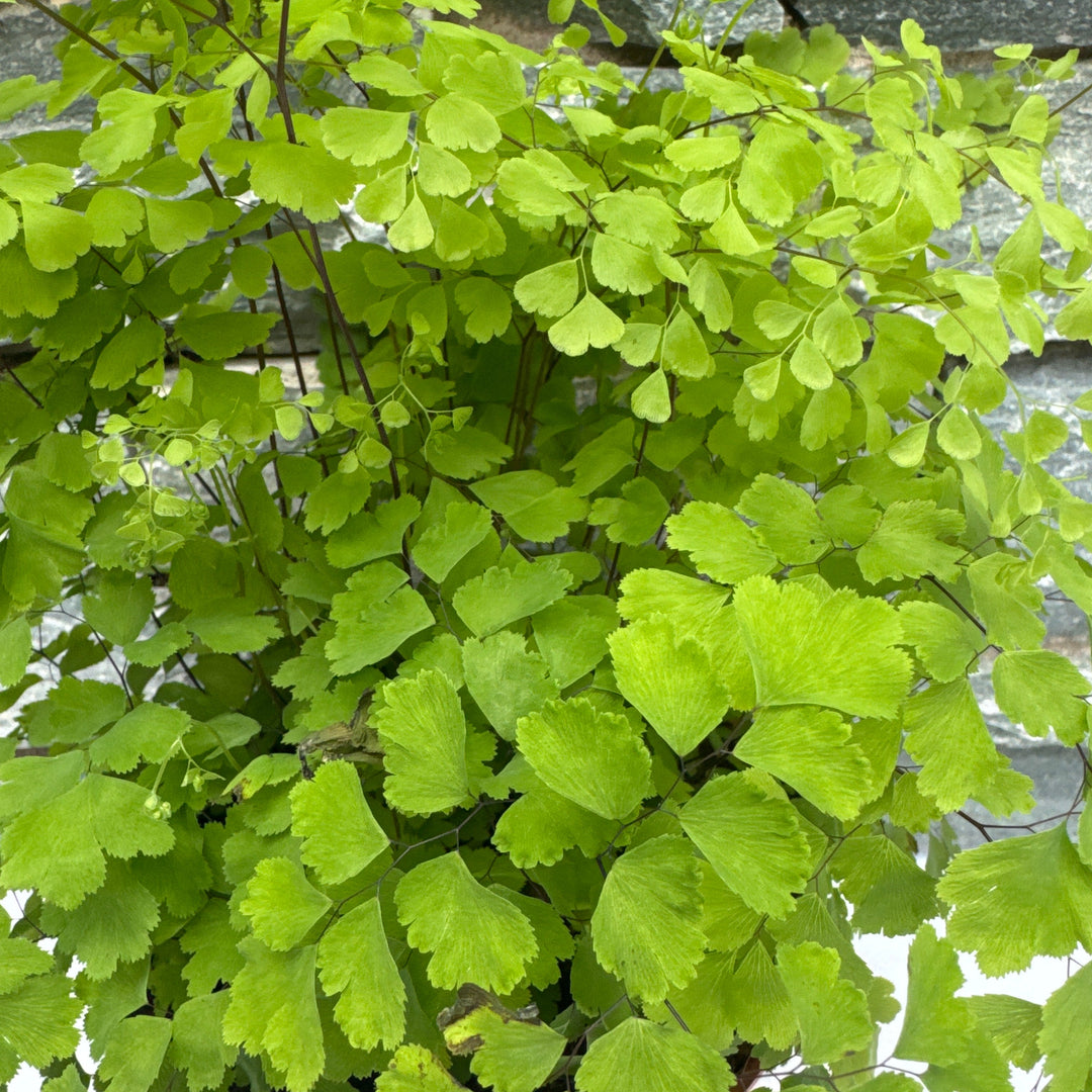 Adiantum raddianum Fragans  P17