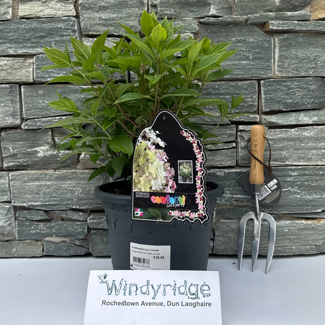 HYDRANGEA pan. Confetti