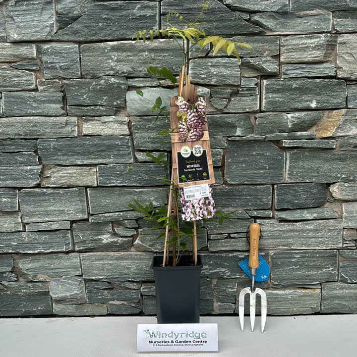 Wisteria flor. Honbeni(Rosea)  S-pot