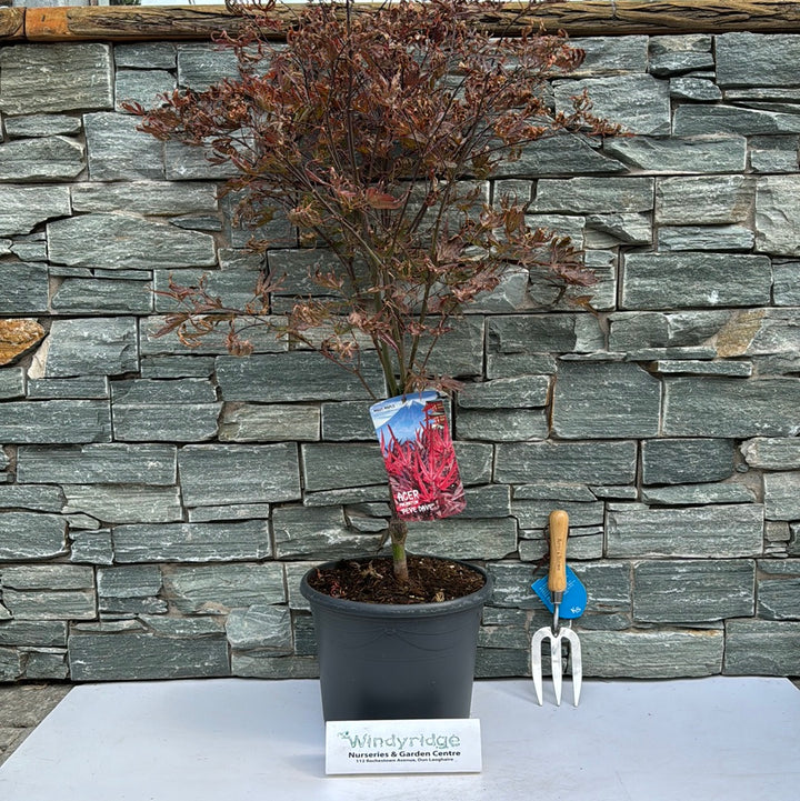 Acer pal. Pevé Dave (60-80 cm 10L)