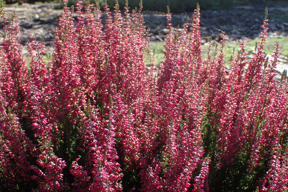 Calluna-vulgaris-Beauty-Ladies-pink-Planted-1