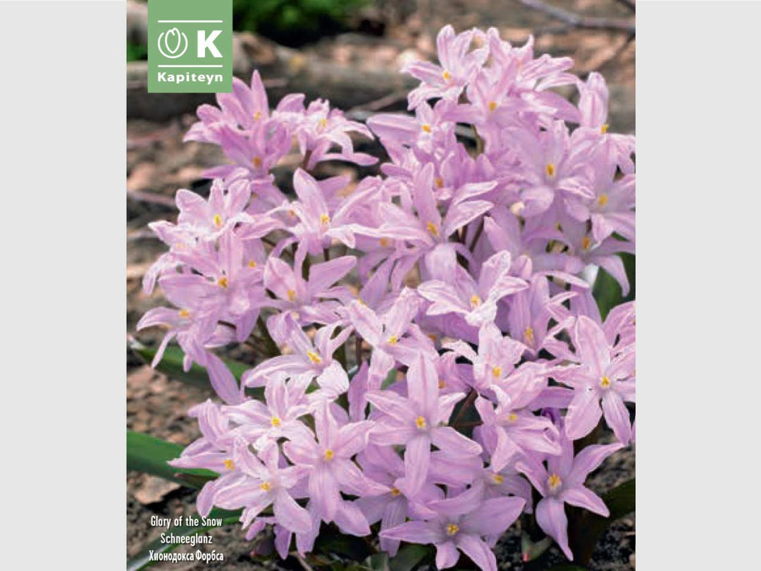 CHIONODOXA FORBESII PINK GIANT x 30