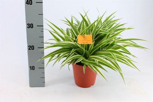 Chlorophytum com. Ocean