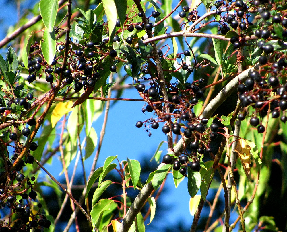 Cissus-Striata-Berry