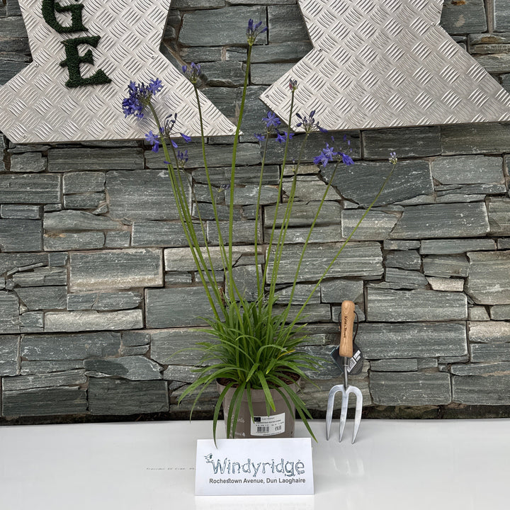 AGAPANTHUS WINTER STORM