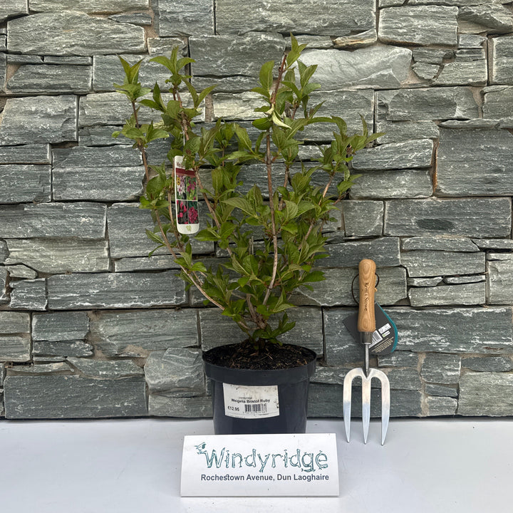 Weigela Bristol Ruby