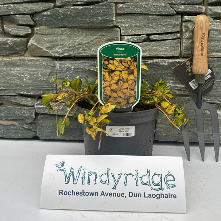 Vinca minor Illumination