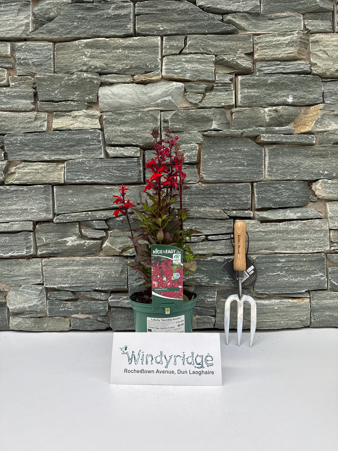 Lobelia Starship Scarlet