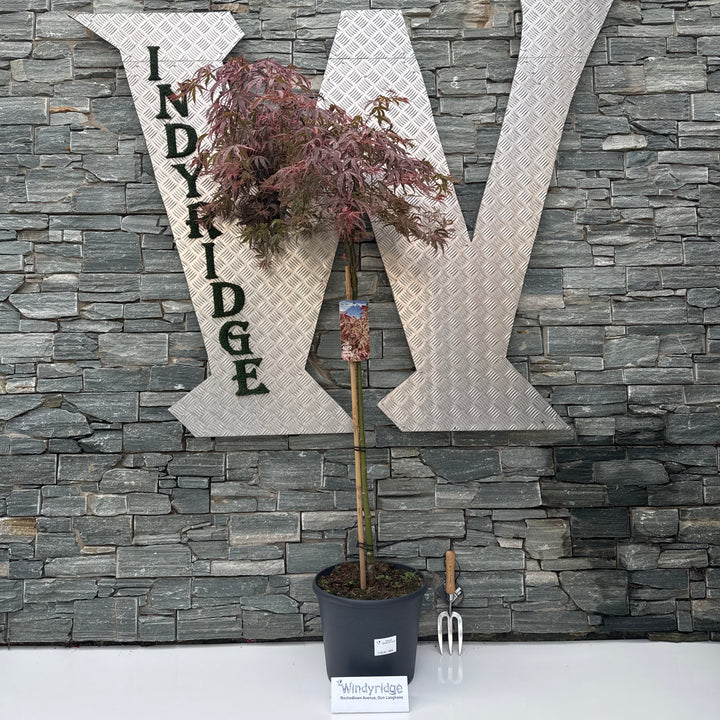 Acer pal. Shirazz 90 cm st. Deco 18L.