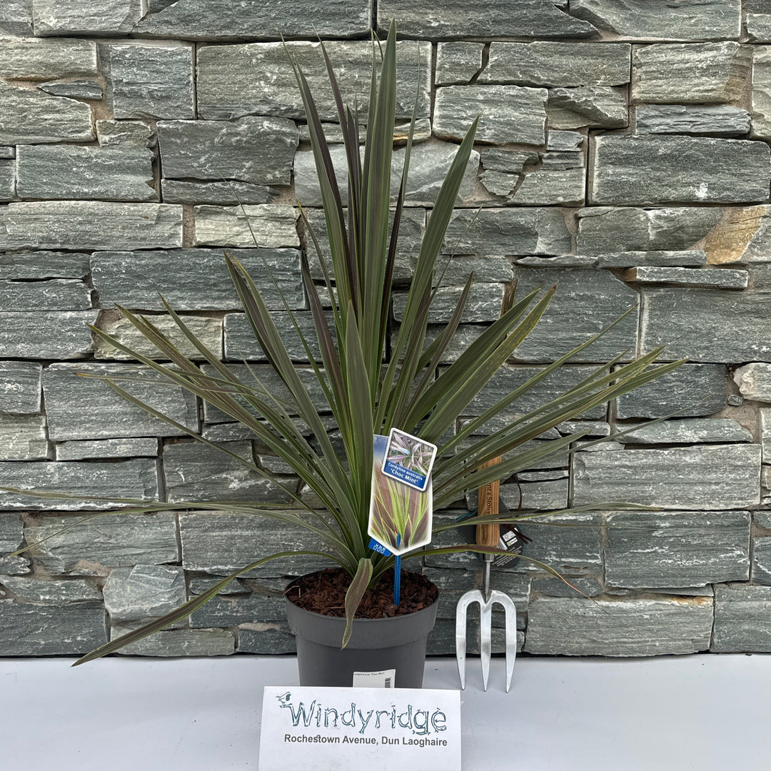 Cordyline aus. Choc Mint