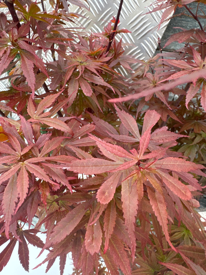 Acer palmatum Skeeters Broom