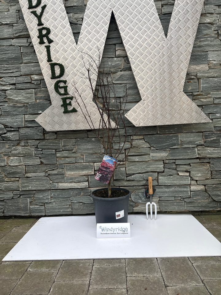 Acer pal. Pixie (80-100 cm 10L)