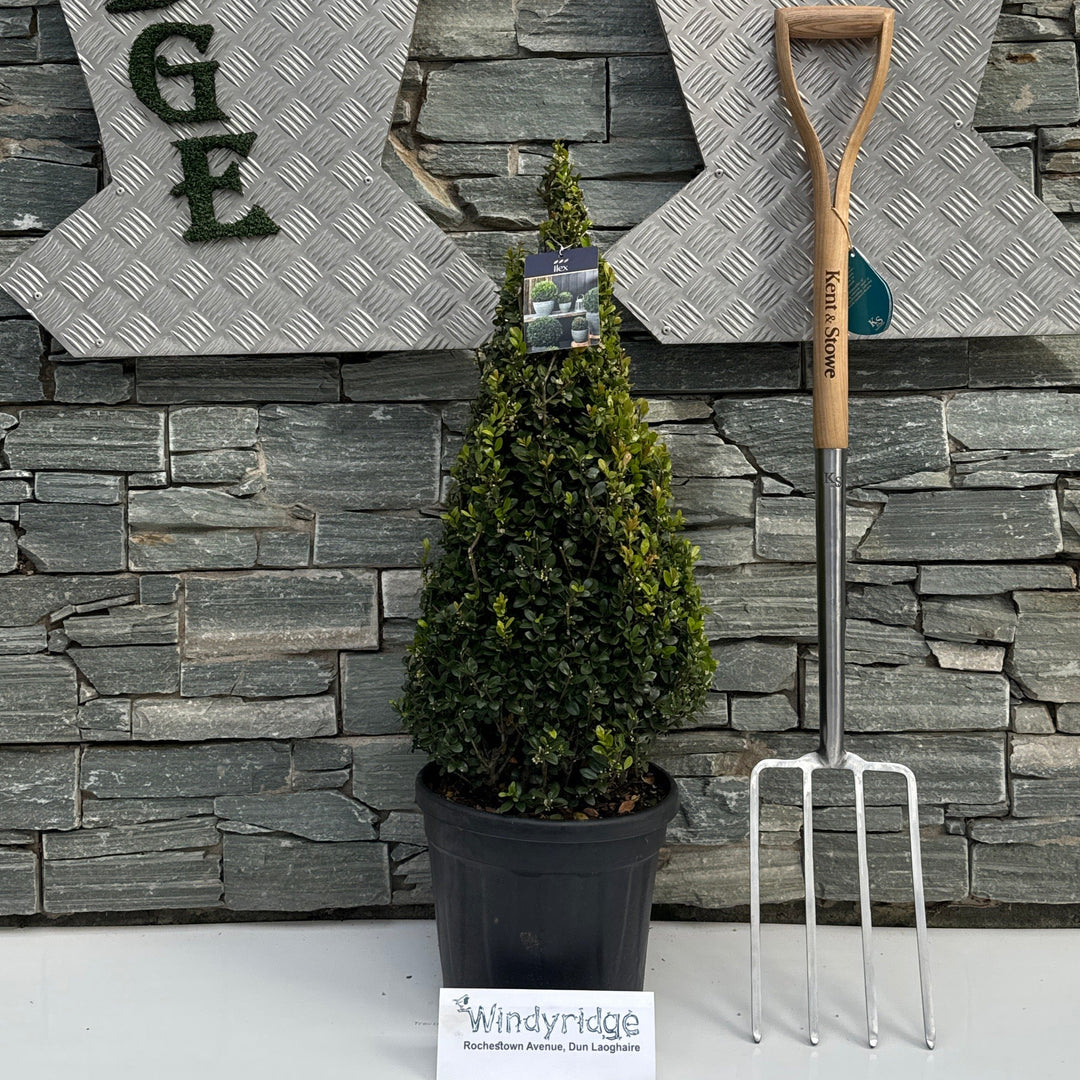 Ilex crenata Caroline Upright 60-70 CM PYR D10