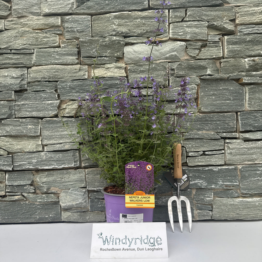 NEPETA WALKERS LOW 3Ltr