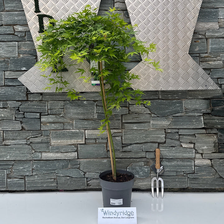 Acer palm. Ryusen  80 CM STEM C5