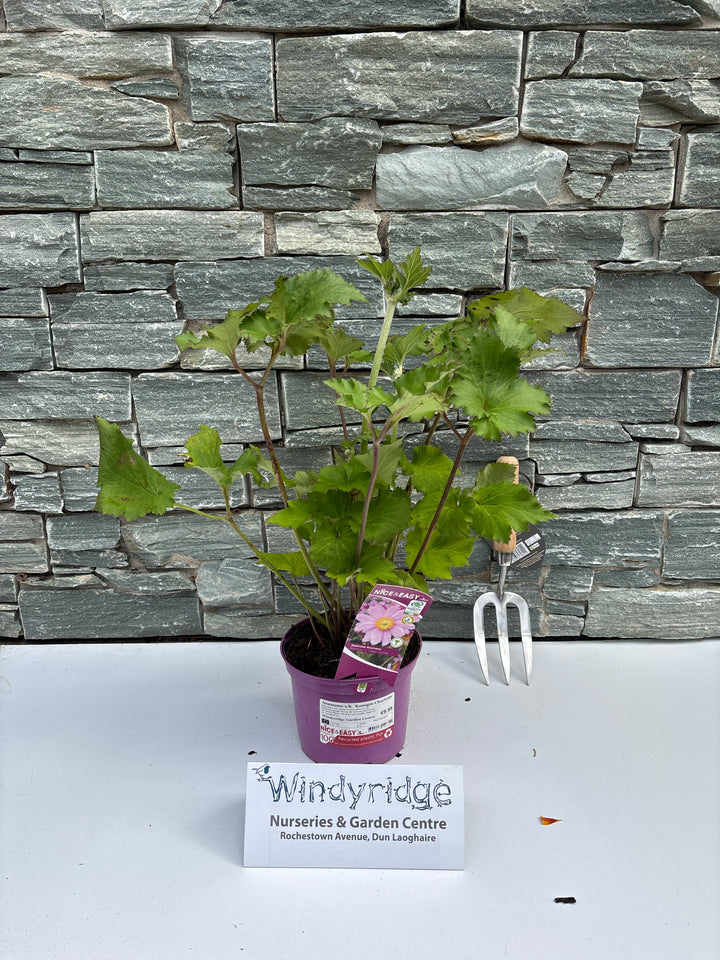 Windflower Anemone Hynigin Charlotte (2Ltr Pot)